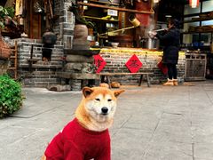 -青城甲(青城山店)