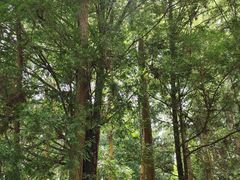 -中国科学院西双版纳热带植物园
