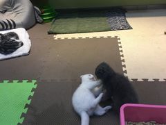 -东方名猫馆·英短金渐层布偶猫舍(环线广场1号楼店)