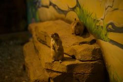 -长沙云顶星河游乐园(步步高·梅溪新天地店)