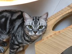 -猫和宫(六道口店)