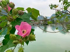 -靖西鹅泉风景区
