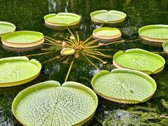 -上海滨江森林公园