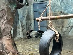 -深圳野生动物园
