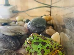 -Rabbit Cafe私房西餐甜点咖啡(栖霞路店)