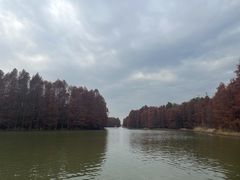 -上海海湾国家森林公园