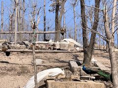 -哈尔滨北方森林动物园