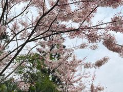 -深圳国际园林花卉博览园