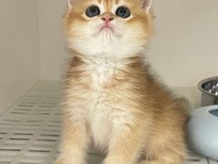 -lincat·猫舍(广州店)