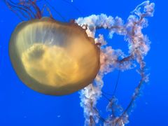 -太平洋海底世界