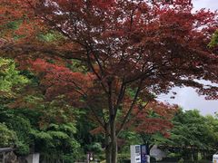-天悠五樓餐廳