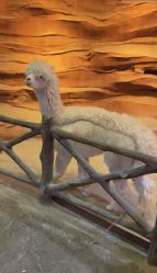 -酷嗒动物文化乐园(cutezoo西溪乐天城店)