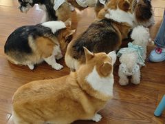-汪说·狗咖·拼豆·宠物周边DIY(旺城大厦店)