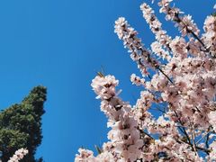 -桃花堤公园