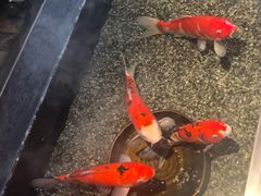 -0776食堂·京城创意菜(七里庄店)