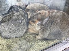 -上海野生动物园
