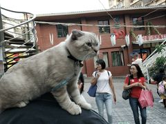 -猫咪博物馆(顶澳仔猫街店)