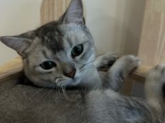 -有喵·猫咖·狗咖·30几只猫10只小狗(岗厦店)