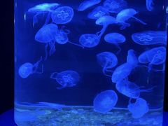 -欢乐海岸海洋奇梦馆