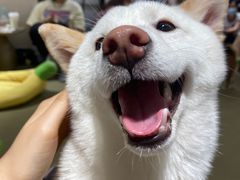 -逗柴咖啡屋·狗咖猫咖宠物桌游