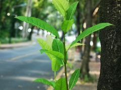 -南国桃园旅游度假区