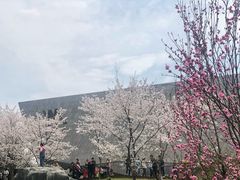 -武汉大学-樱园