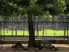 -秦皇岛野生动物园