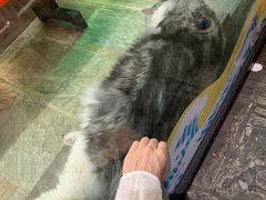 -猫咪博物馆(顶澳仔猫街店)
