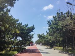 -日照海滨国家森林公园