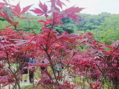 -广州市帽峰山景区
