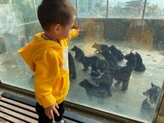 -东方熊牧场