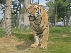 -西霞口神雕山野生动物世界