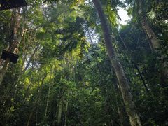 -西双版纳原始森林公园