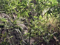 景点-杭州西湖风景名胜区-三生石