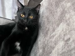 -瑞派福兴宠物医院犬猫全科·骨科·中西医结合(河东店)