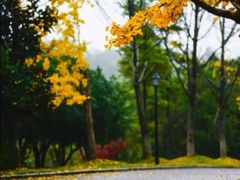 -铁山坪森林公园