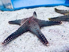 -上海海洋水族馆