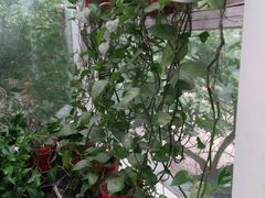 -金豆角砂锅焖面(安贞店)