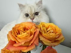 -猫十亿·布偶金渐层·曼基康矮脚猫舍(青年路店)