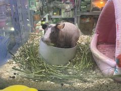 -花鸟鱼虫鲜花绿植市场(玉泉路店)