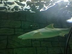 -悉尼海洋生物水族馆