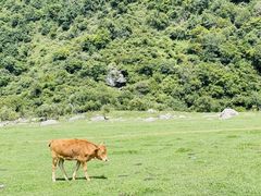 -狮子沟牧场