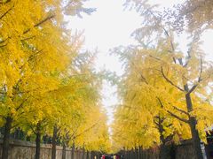 -圆明园停车场
