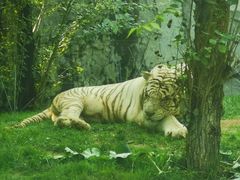 -北京野生动物园