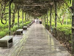 -大屏嶂森林公园