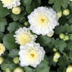 -Oasis Beauty水磨坊科技美肤中心