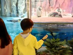 -帝企鹅自助餐厅•儿童岛•真企鹅(长隆企鹅酒店)