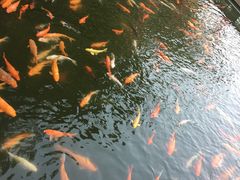 -广东圆玄道观
