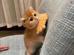 -猫十亿·布偶金渐层·曼基康矮脚猫舍(青年路店)
