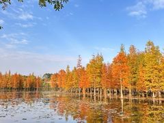 -白鹭湾湿地公园